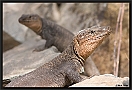 Gran canaria lizzard  MG 0113 kopie